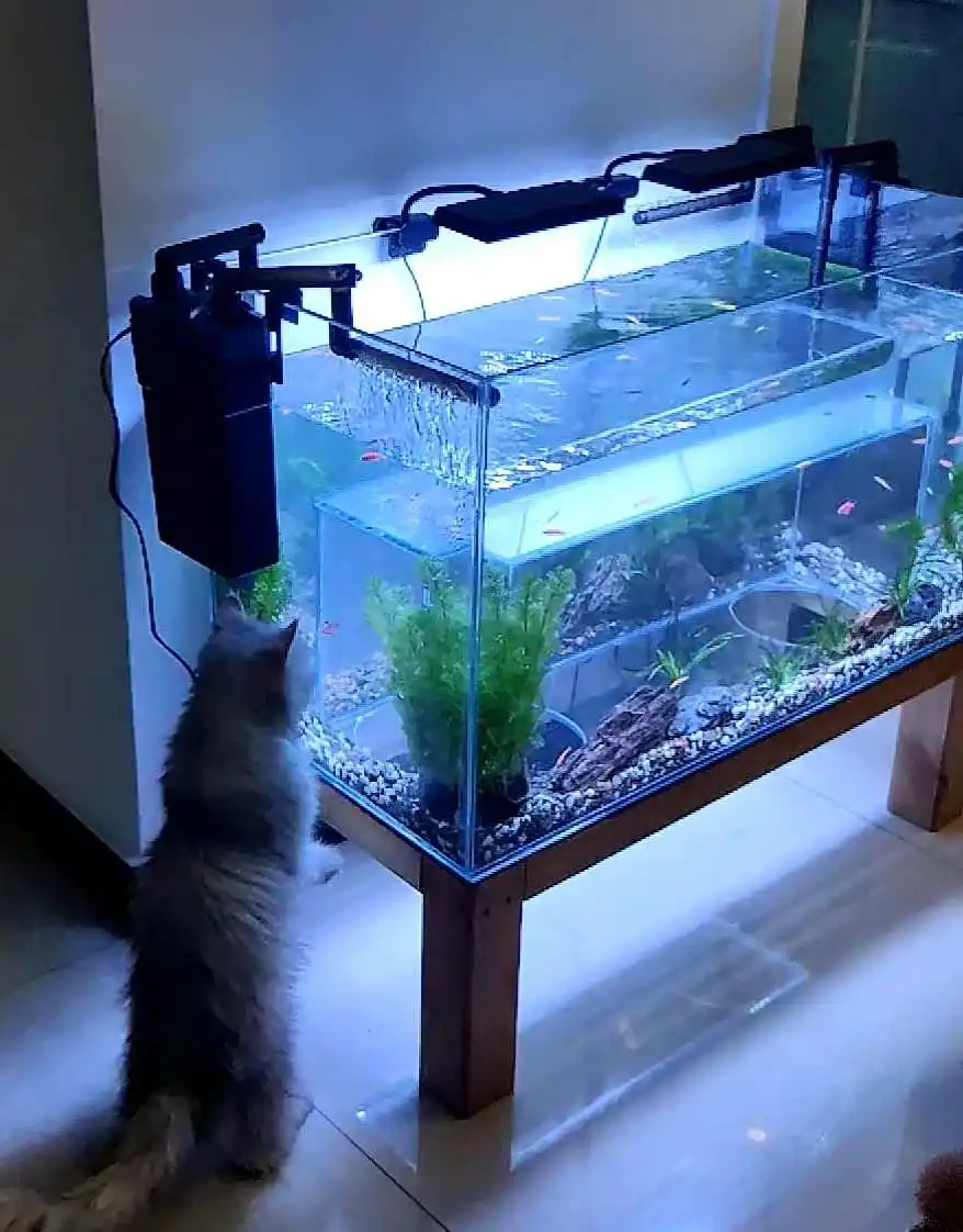 Кошка для просмотра аквариума Алмазное оглядовое стекло Cat Fish