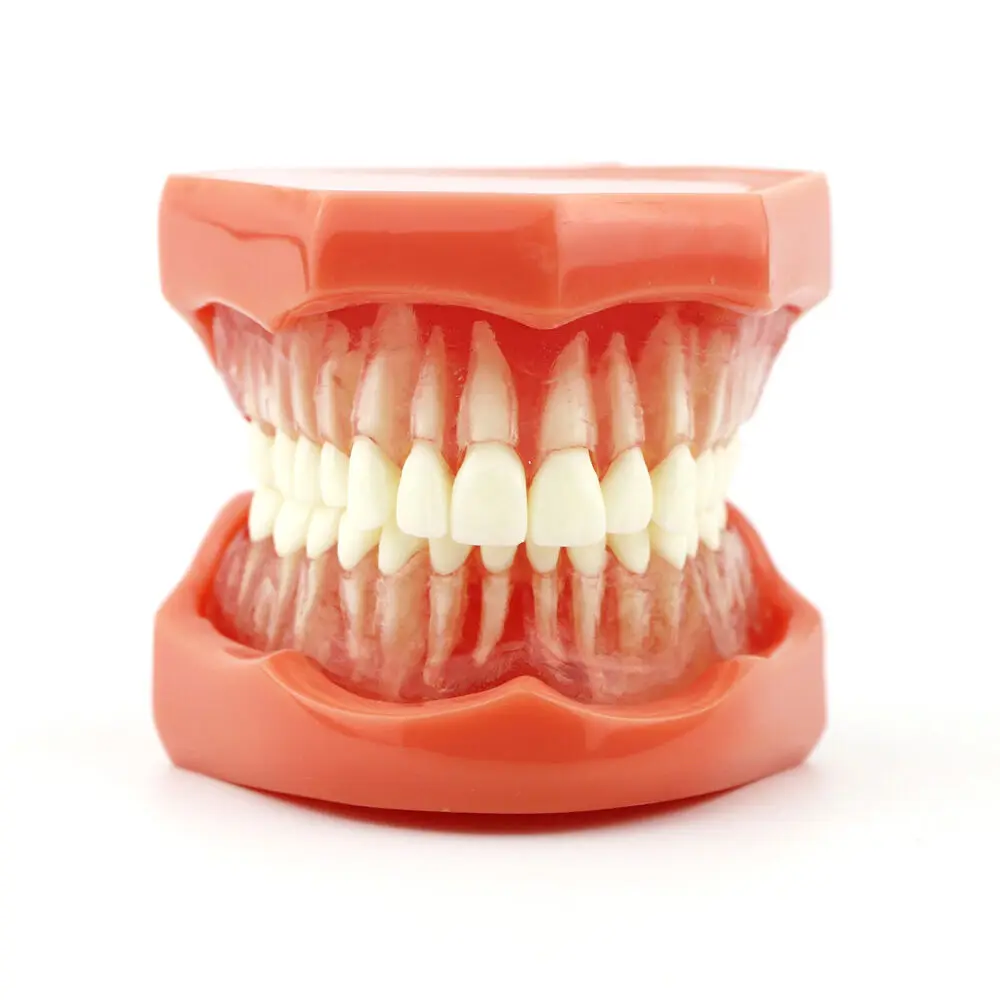Dental Teaching Removable Teeth Model Adult Standard Typodont Demonstration 7005