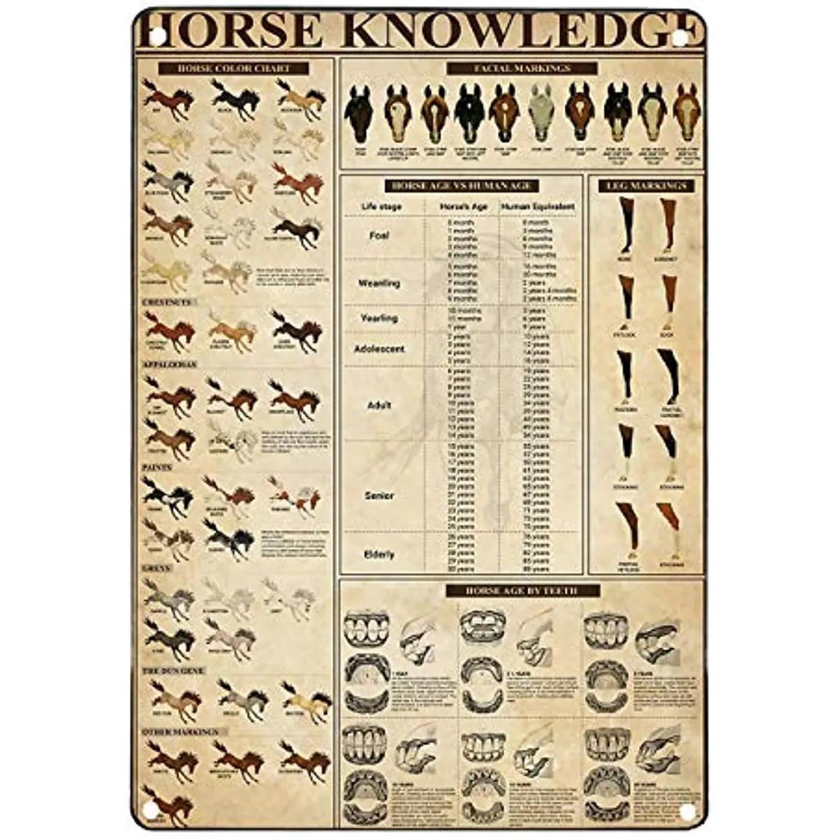 

Retro Tin Signs Vintage Wall Decal Horse Knowledge Horse Color Chart Horse Age Bar Decore Metal Tin Signs