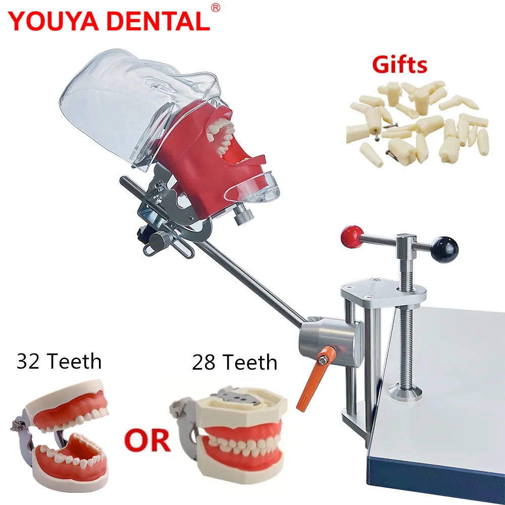 Dental Simulator Manikin Phantom Head Model Dentist Typodont Teeth Model For Dental Technician Practice  Dentistry Equipment New