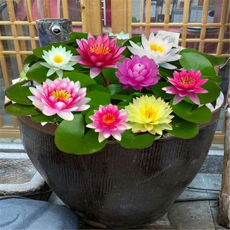 

Water lily Flowers Nature Fragrant Lotus Flower 5Pcs