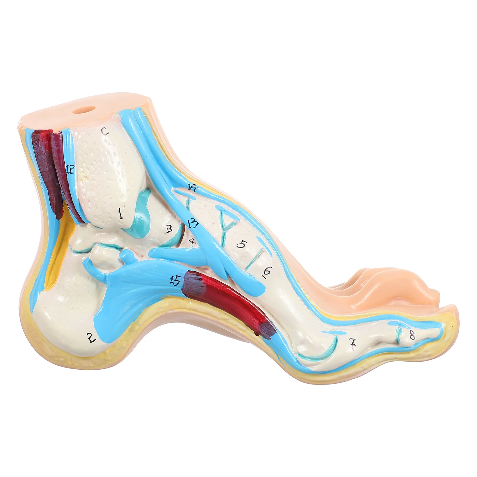 

Anatomical Arch Foot Model Clinic Display Arch Foot Anatomy Model