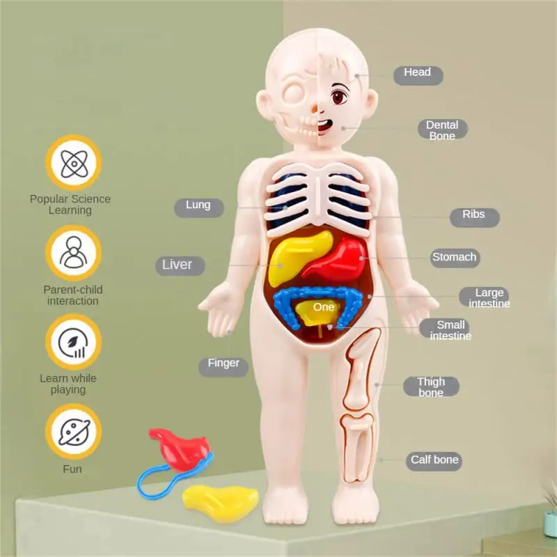 

Diy Human Organ Structure Model Childrens Early Education
