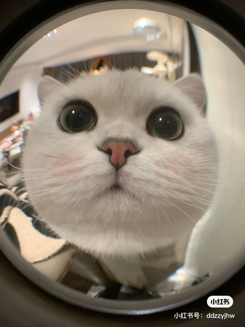 

ZhenRu Test for display window 1