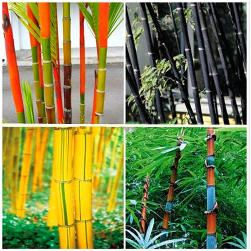 

30Pcs Giant Moso Bamboo Seeds Tree Home Furniture Nature Bambusa Lako Tree Wood Shoe Cabinet Z8U-B