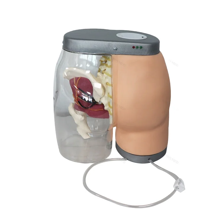 

SY-N08701 Transparent Buttocks Intramuscular Injection Contrastive Model