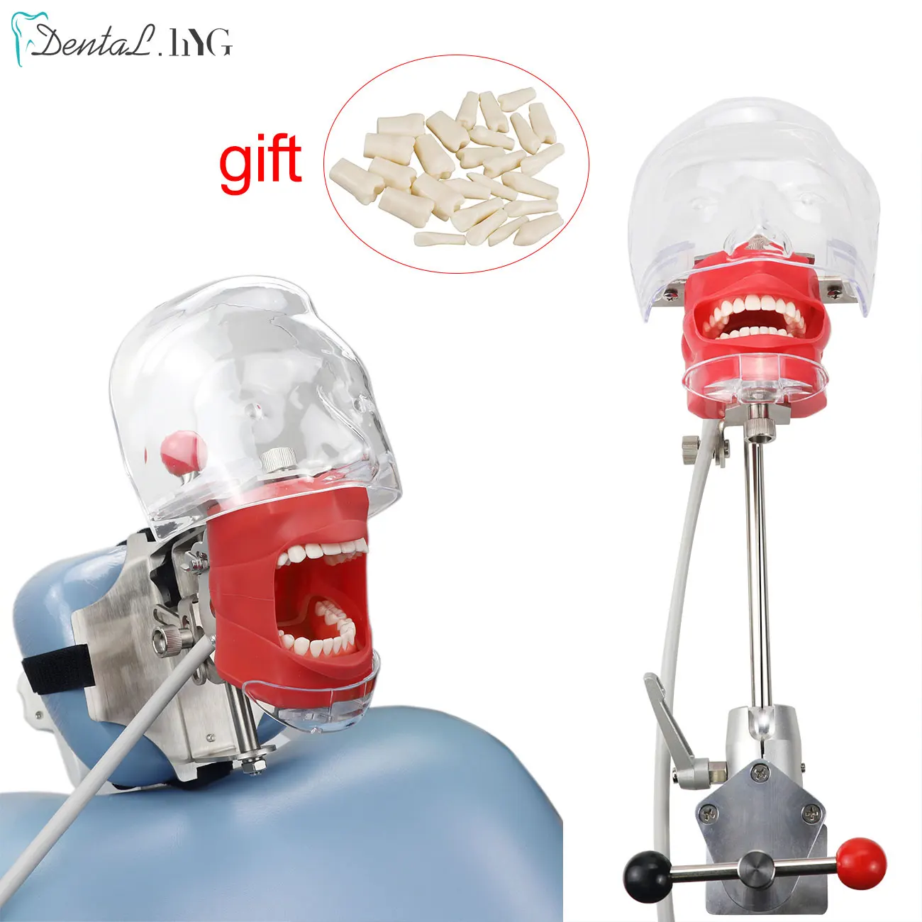 

Dental Simulator Manikin Phantom With New Style Bench Mount Dental Models For Dentist Teaching Model adjustment 28Pcs Teeth