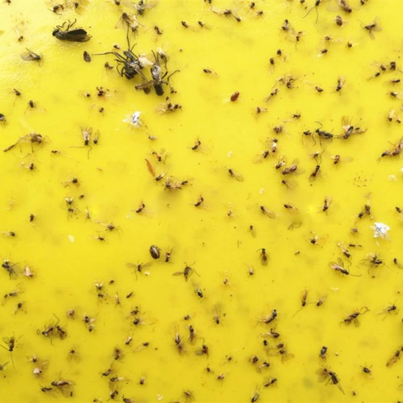 Рисунок 5 - клейкая двухсторонняя ловушка для