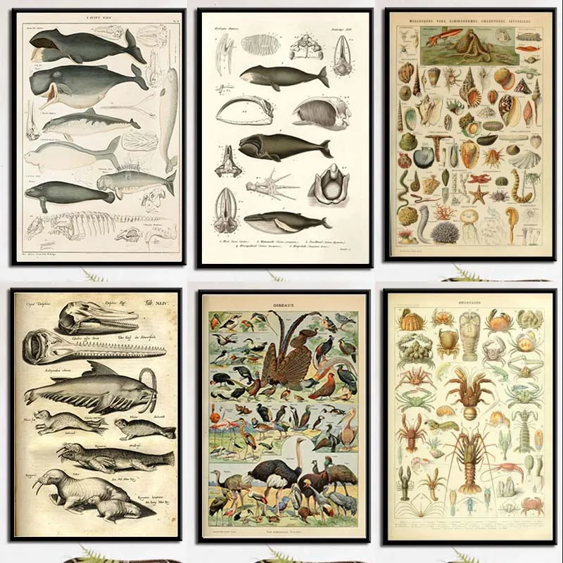 

Poster Prints Retro Ocean Sea Shell Fish Animal Vintage Life Chart Biology Painting Art Wall Pictures for Living Room Home Decor