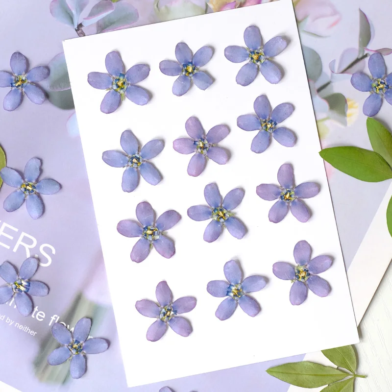 12 шт./2-3 см синяя звезда Амсонии прессованная цветочная голова сухой цветок чехол