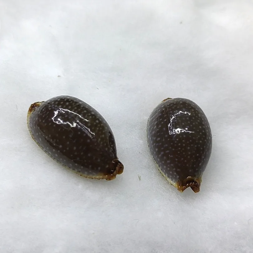Ракушки арабские Cowry из натурального Маврикия Арабика Cowrie, ракушки для поделок «сделай сам», ювелирные изделия, подарок, пляжный Свадебный декор 1,5-2,3 см (art.: 3920c8f08ea3d) - 3920c8f08ea3d