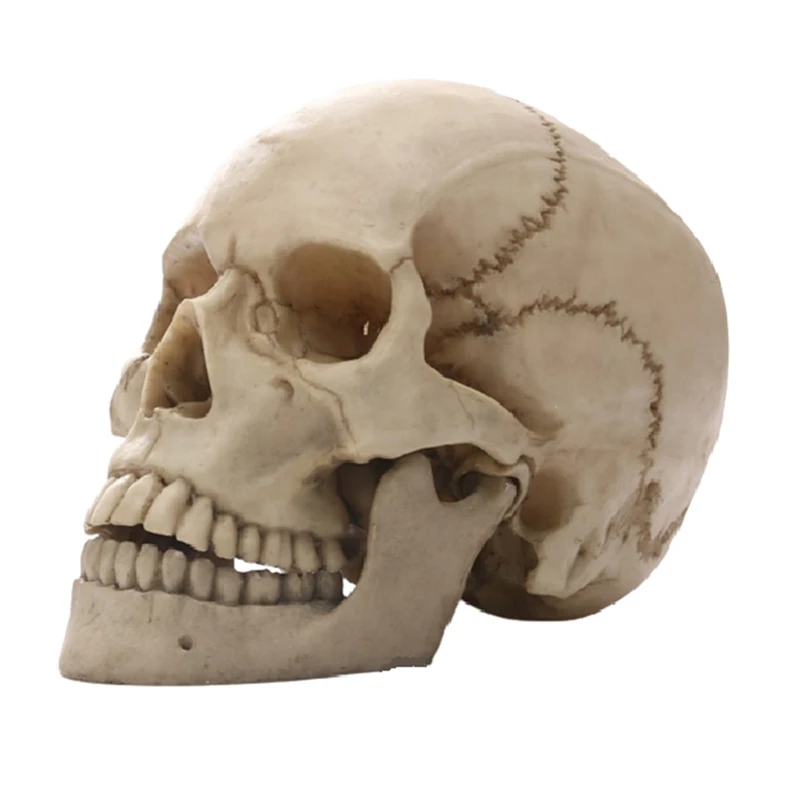 

Human Head Skull Statue Crafts For Home Decor Resin Figurines Halloween Decor Sculpture Teaching Sketch Model