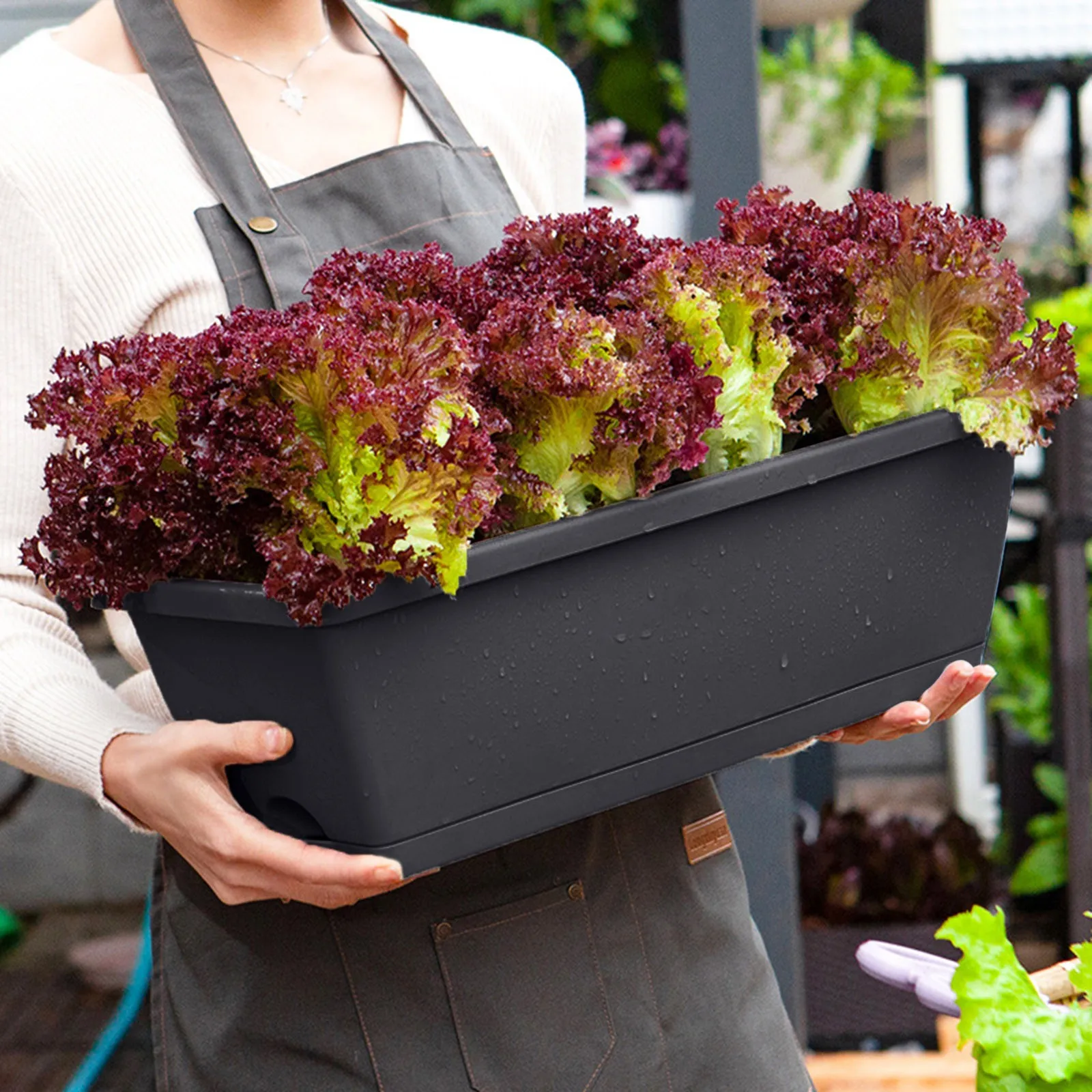 

Parsley Plants Live in Pot Planting Balcony Vegetable Vegetable Pot Trough Plastic Pot Flower Planting Birdseed Wild 20 Pounds