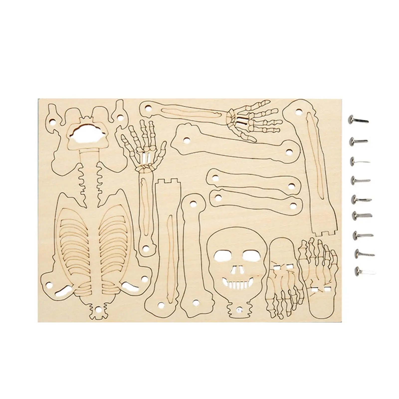 

Science Toy Puzzle Toy Creative 3D Puzzle Handmade Material Package Skeleton Model for Teens Preschool Children Model Tool