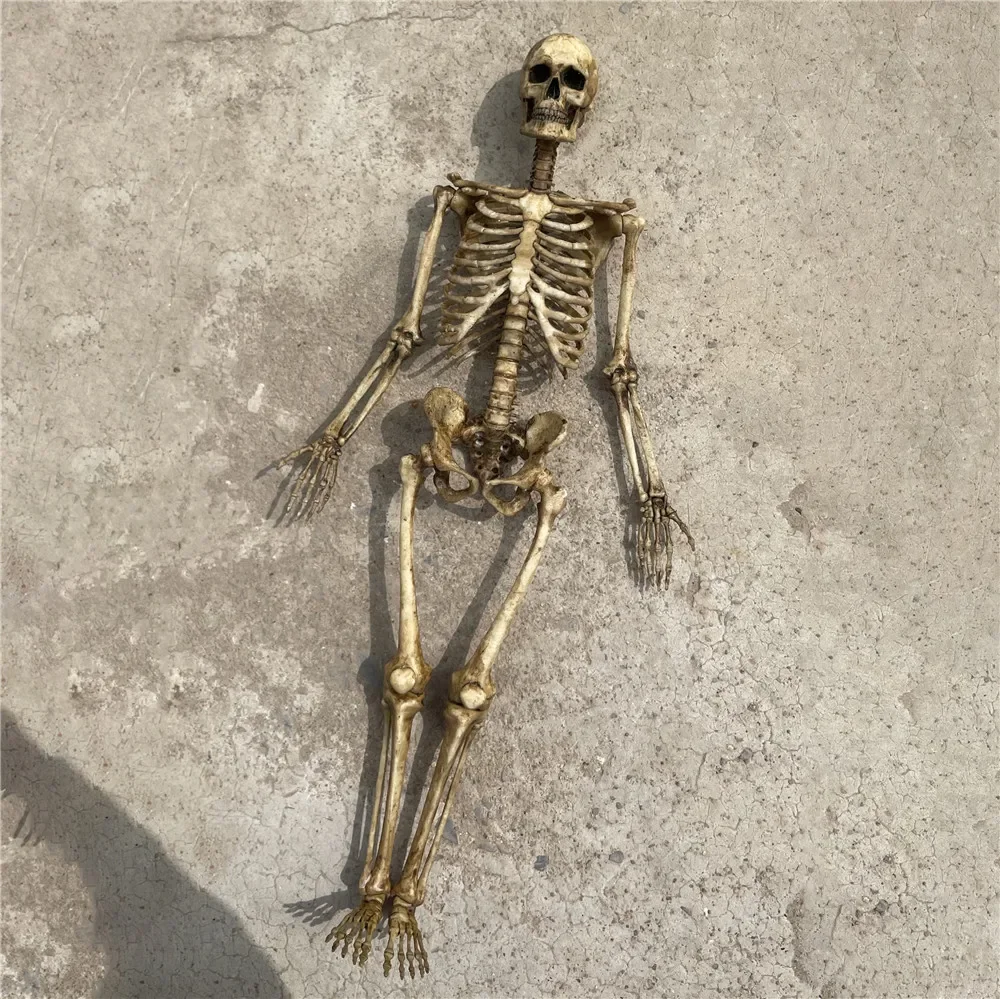Миниатюрный пластиковый скелет черепа 1:12