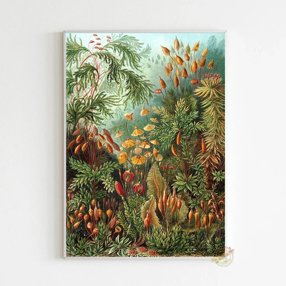 

Биологический постер Ernst Haeckel Ruicai