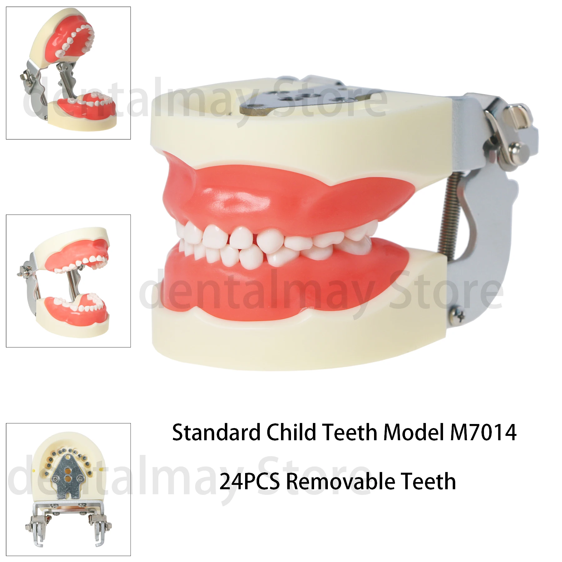 Зубная модель M7014 для детей стандартная мягкая резинка обучения или