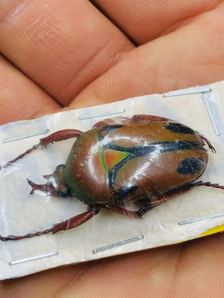

Eudicella trilineata interruptefasciata Teaching Observation on the Collection of Real Insect Specimens,Beetles,Photography
