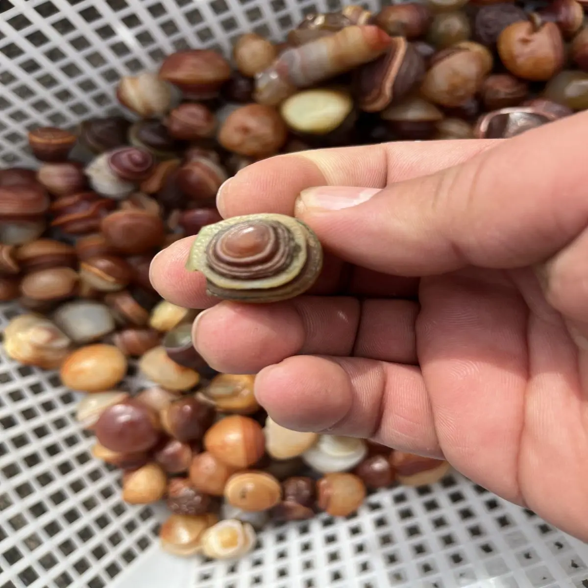 Natural Crystal Original Stone Desert Gobi Spiral Agate Grain Clear Play Collection Decorative High