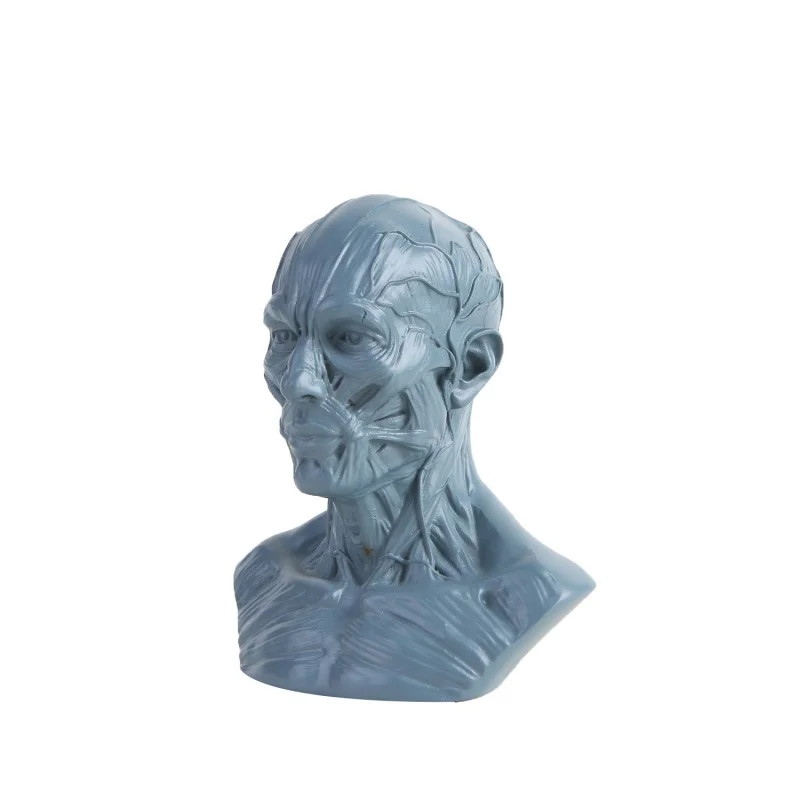 

Art Drawing Sketch Material Teaching Medical Mold Human Body Model Reference Resin Crafts Human Body Model