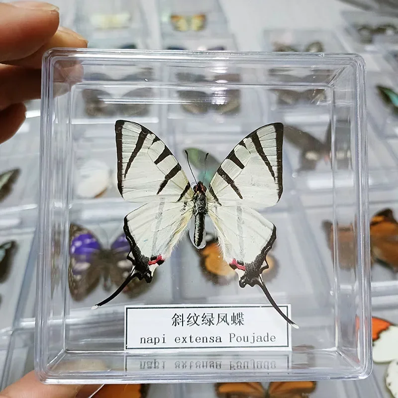 Настоящие образцы бабочек закрепленные в открытой акриловой прозрачной коробке