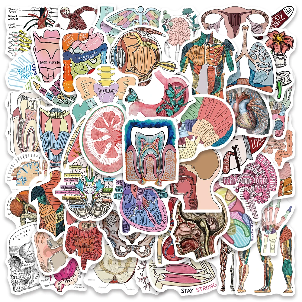 

10/50pcs Cool Anatomical Drawing Organs Stickers For Laptop Water Bottle Luggage Guitar Stationery Waterproof Graffiti Decals