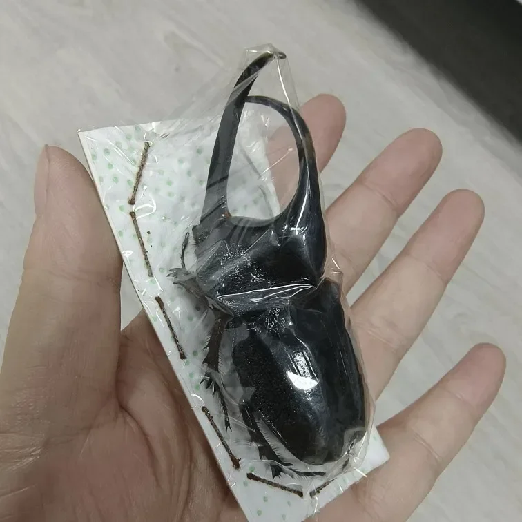 Образец насекомых настоящего жука Золотая черепаха Насекомые Жук