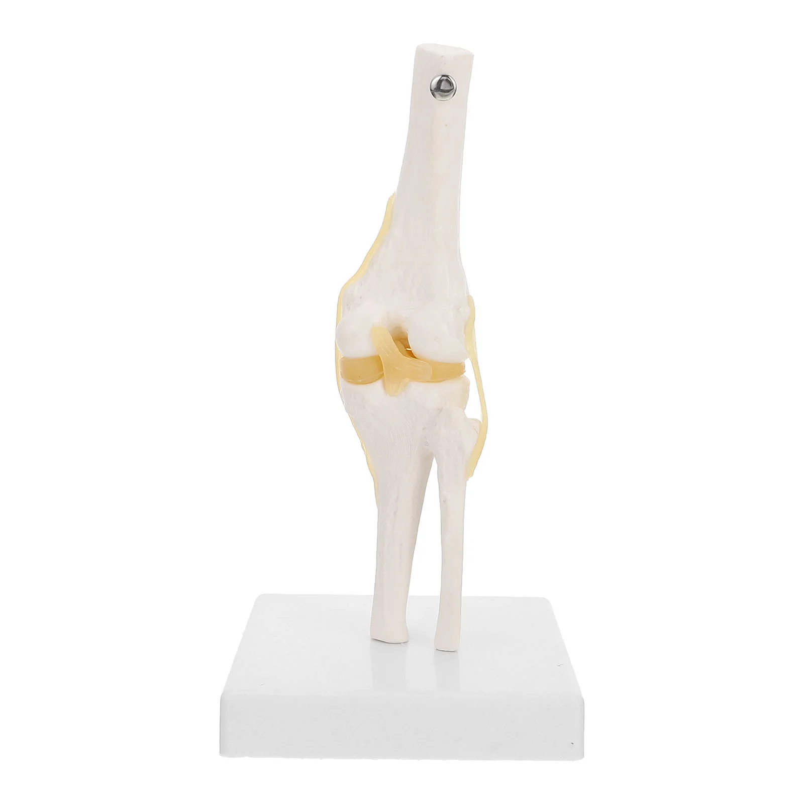 

Knee Joint Model Human Teaching Ligaments Life Size Anatomical Anatomy