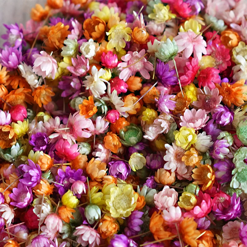 140PCS Dried Flowers Brazil Little Star Flower for DIY Art Craft Epoxy Resin Candle Making Jewelry Wedding Home Decoration New