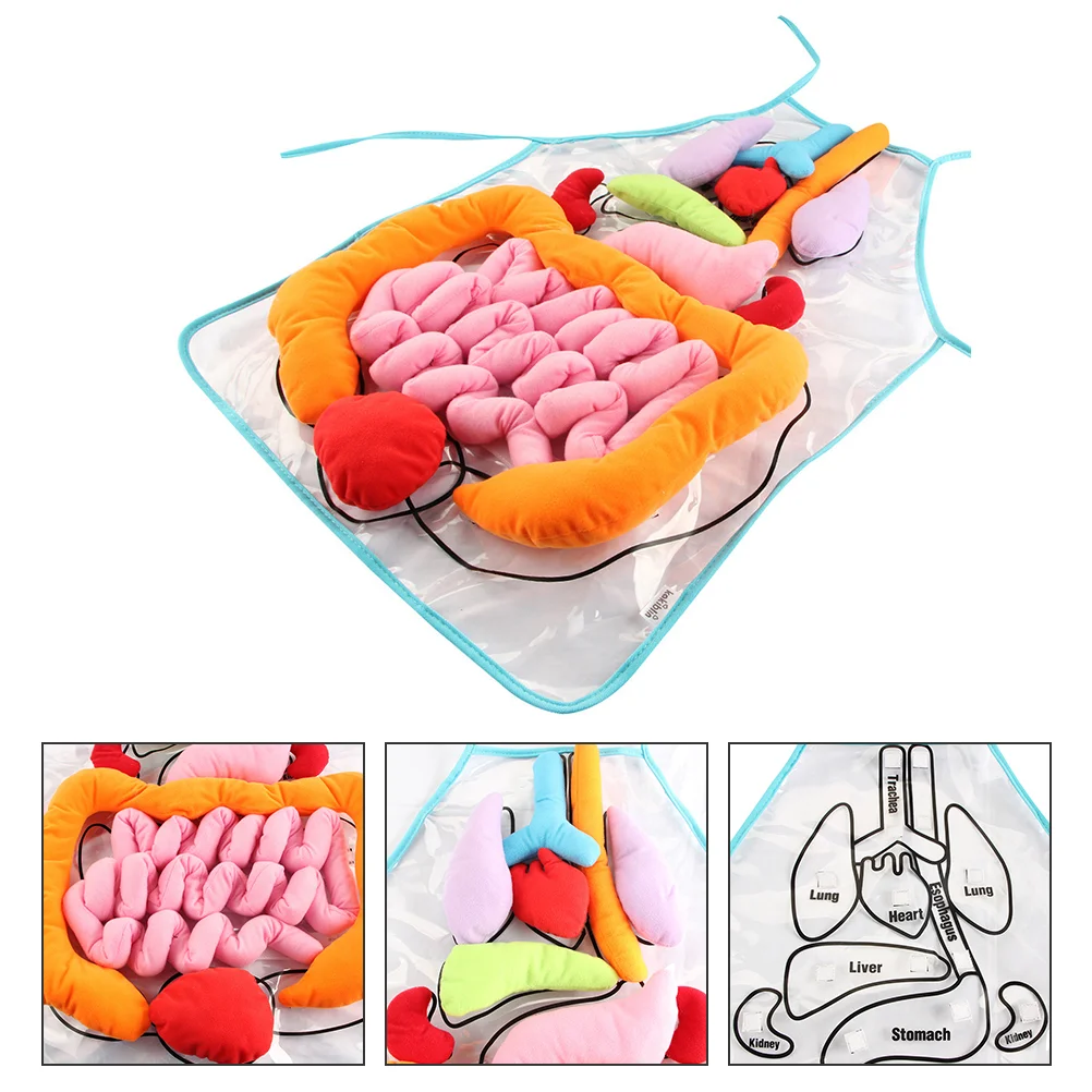 

Apron Humanbodyanatomy 3D Educational Kids Toycognitive Teaching Tool Plush Viscera Education Model Preschool Children Aprons