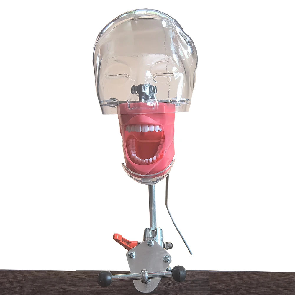 Стоматологический симулятор простой манекен Phantom регулировка на 360 градусов