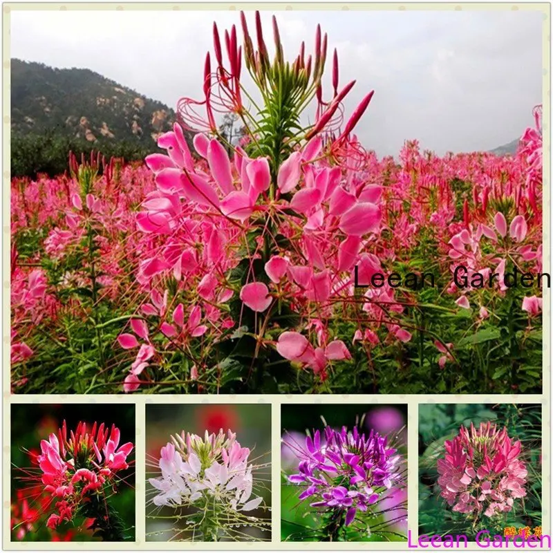 

100Pcs chrysophora butterfly orchid Aromatherapy Incense Fragrant Phalaenopsis Flower Aroma