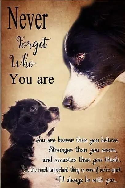 Border Collie Dog никогда не забывайте, кто вы искусство, настенные знаки для бара, кофе, клуба, человека