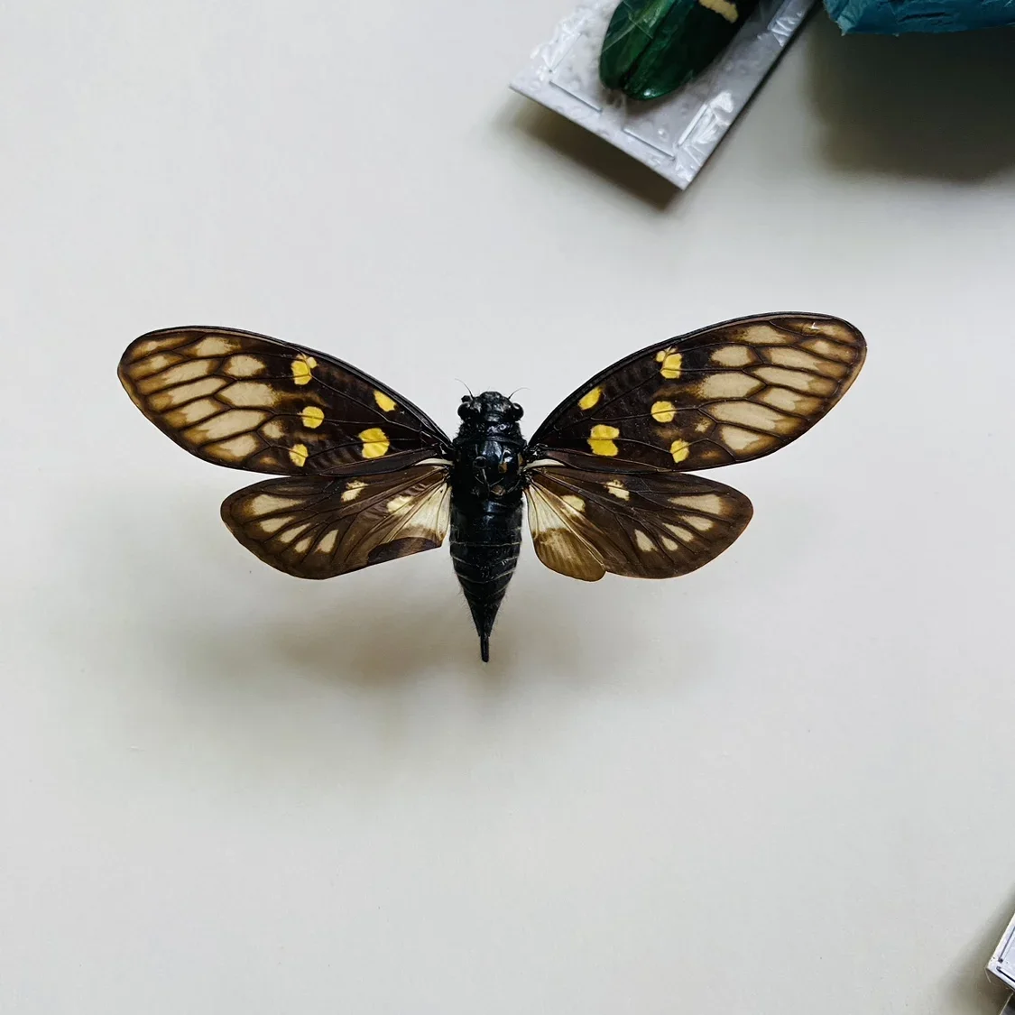 Настоящие образцы цикады Gaeana Maculata Beetle настоящие украшения с насекомыми