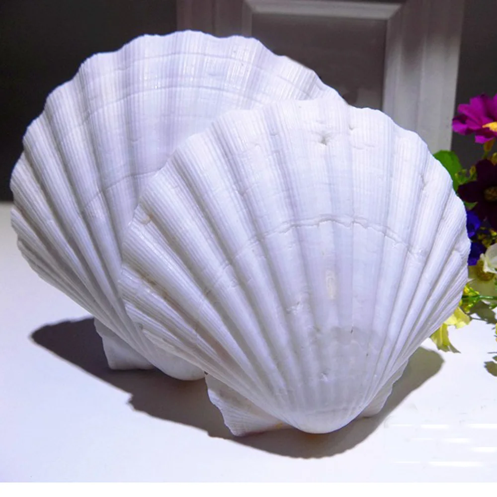 

6pcs natural white Conch sea shell white scallop shell for fish tank decoration or gift