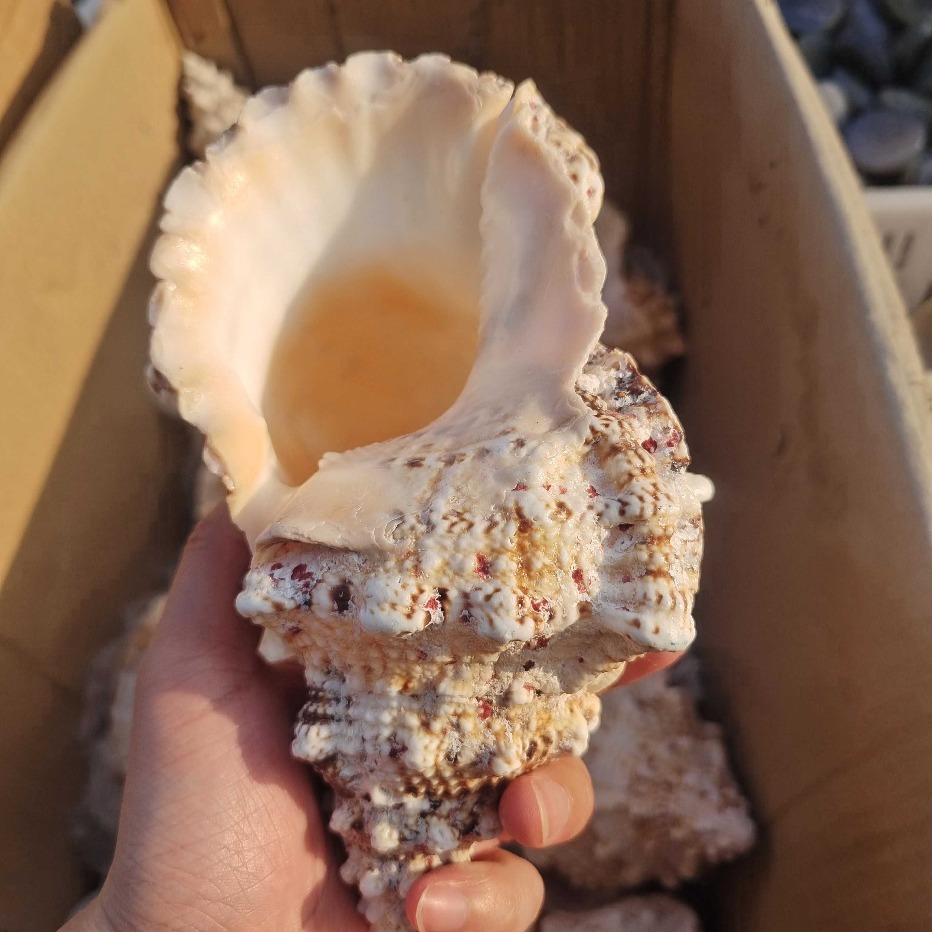 

1 шт. огромная натуральная ракушка лягушки для украшения дома, свадебный Декор для дома, подарки, большой ракушка, Пляжная ракушка, образец для аквариума