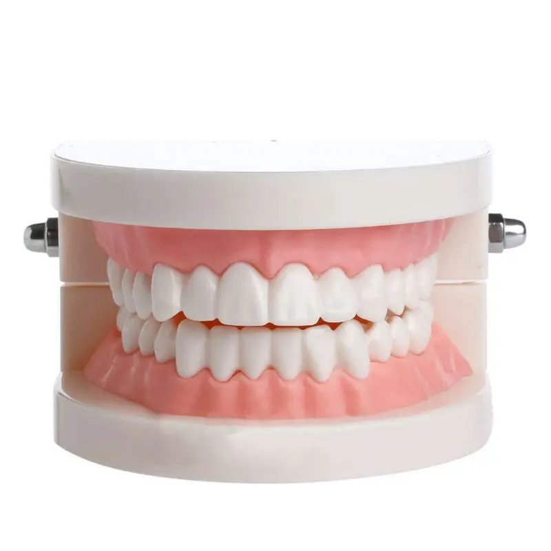 

Standard Adult Teeth Model Dental Teaching Study Typodont Demonstration Teeth Model