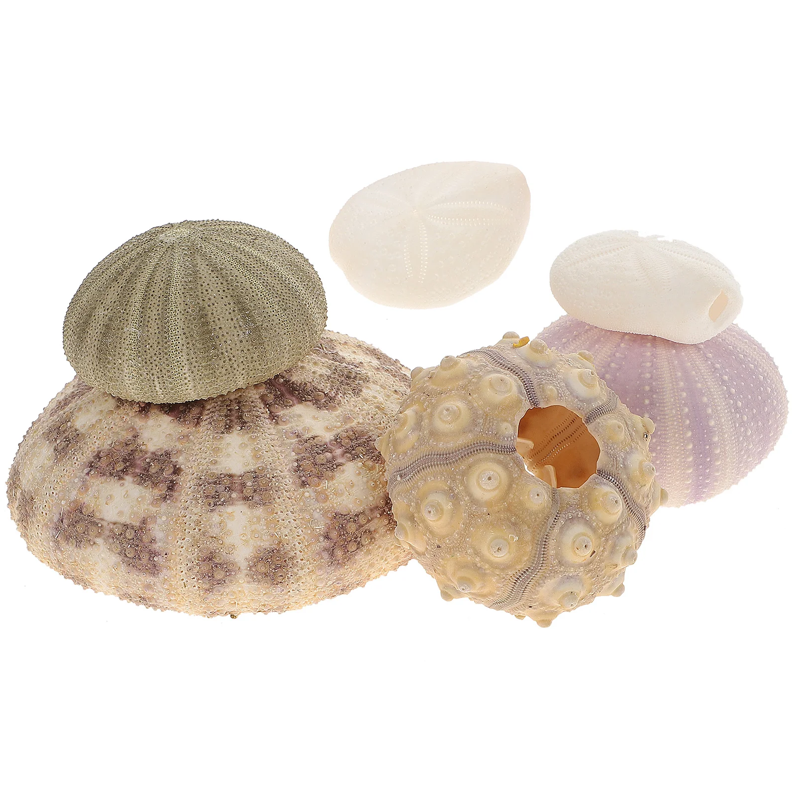 

6pcs Sea Urchin Decor Air Plants Holders Sea Urchin Air Holders Hanging Holder Sea Urchin Wall Decor