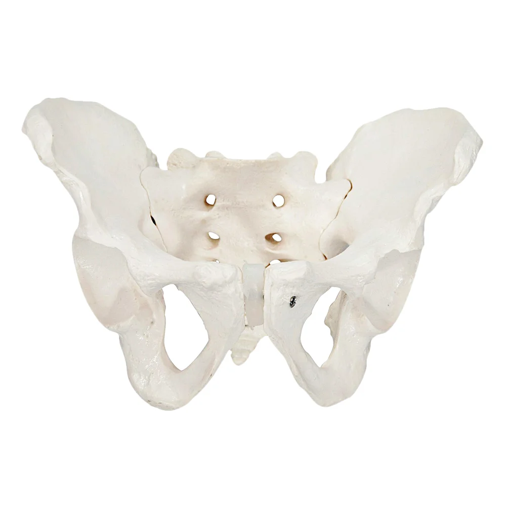 

Model Pelvic Pelvis Female Anatomy Women Anatomical Human Body Models Training Flexible Hip Educational Skeletal Practice Life