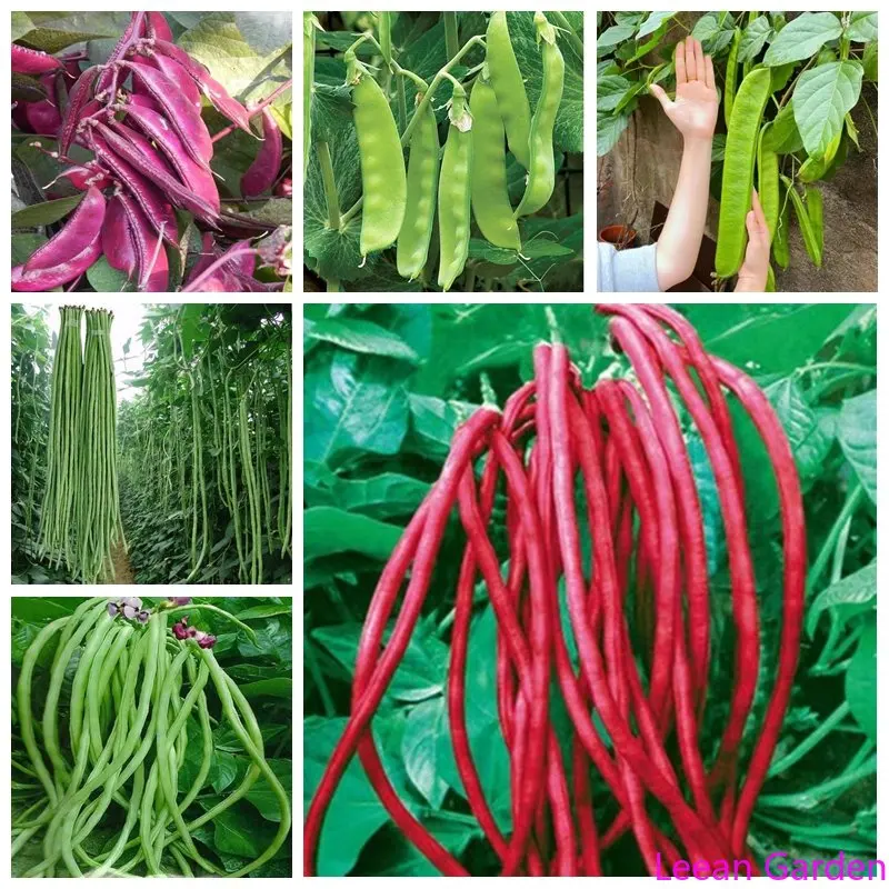 

Фрукты, овощи, искусственный сладкий картофель, линзовая голландская тыква, люфы, Горькая тыква, фрукты для жизни, вишня, редис, цукини, люфы