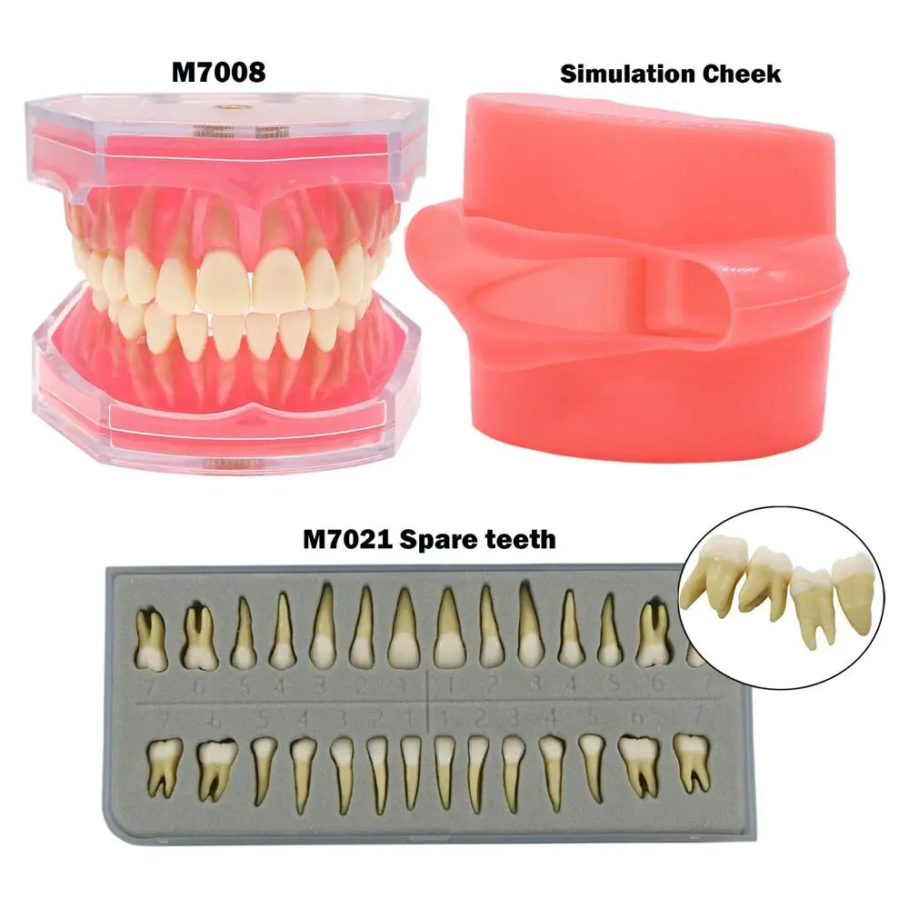 

Dental Teeth Model Removable 28PCS Teeth Replace Standard Practice Demo