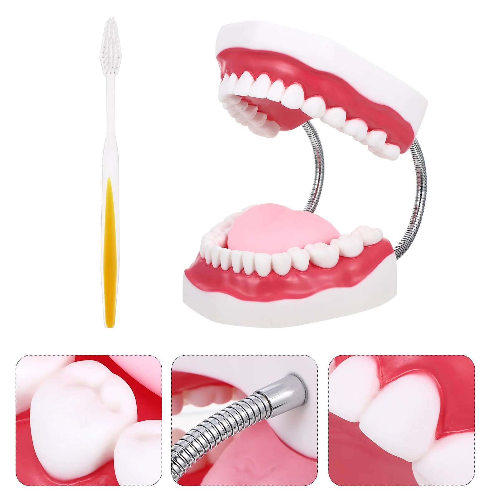 

1 Set PVC Standard Oral Hygiene Model Tooth Brushing Model for Children School Teaching