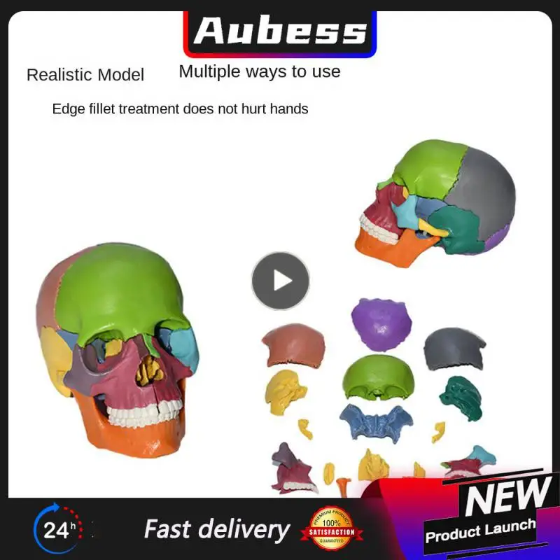 

For Teaching Detachable Rounded Corners Educational Tools 13.5x8.5x9.5cm Safe And No Odor Color Human Anatomy Model Resin