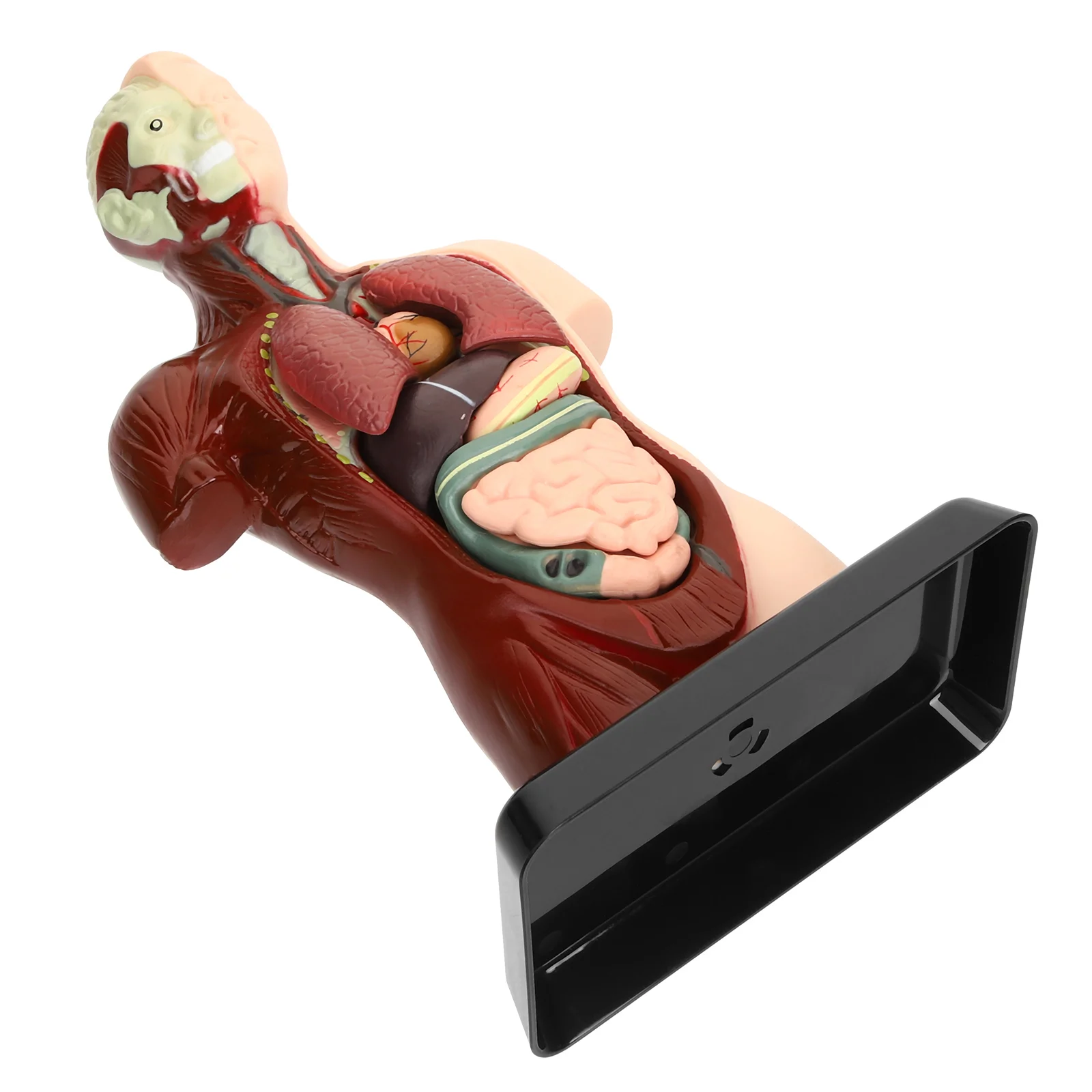 

Educational Organs Puzzle Toy Body Organs Awareness Teaching Tool DIY Toy