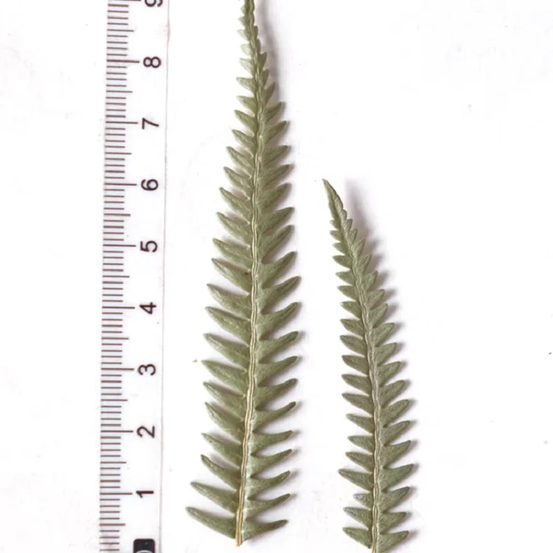 100 шт. семейный папоротник лист цветок гербарий фотооткрытка Закладка рамка