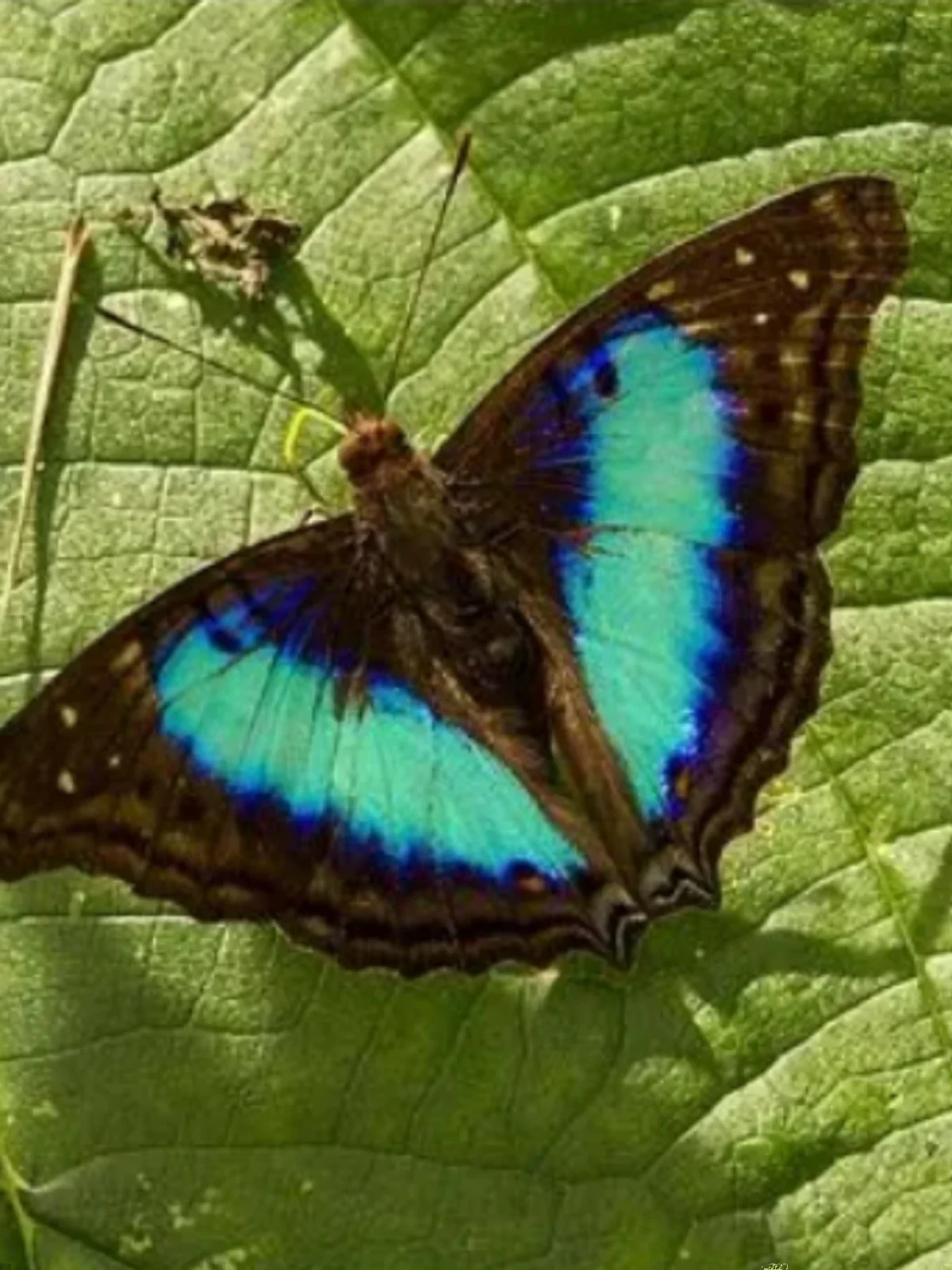 

Фигурки бабочек для декора