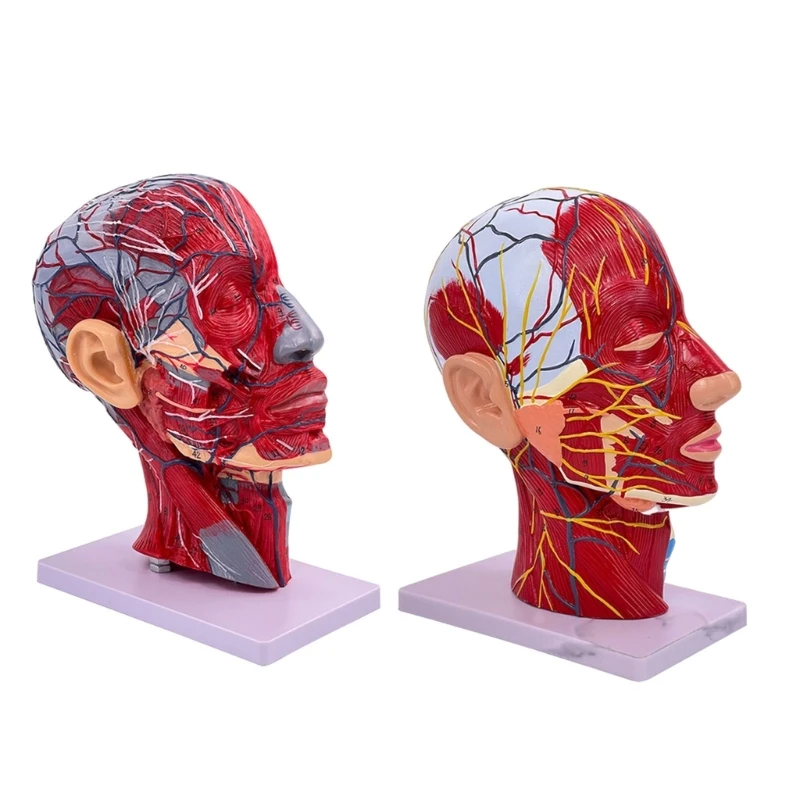 

1:1 нейроваскулярная модель человеческой головы-анатомия лица медицинская модель средней секции мозга шеи, обучающий инструмент 896C