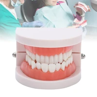 1 pcs standard adult teeth denture gums model medical teaching tool carie dental small oral dental health care equipment model