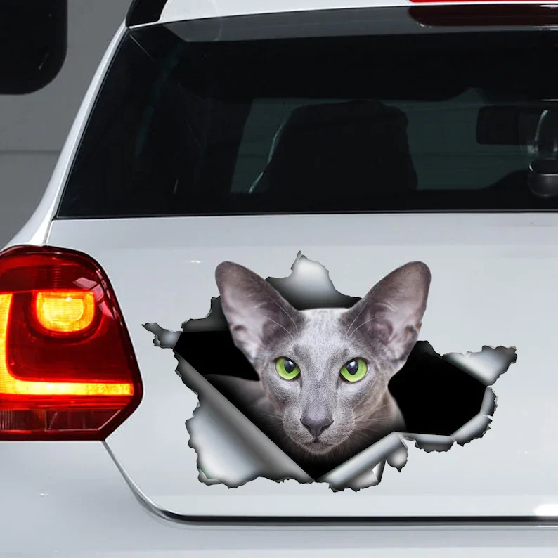 

Oriental cat car decal , oriental cat magnet, grey oriental cat sticker