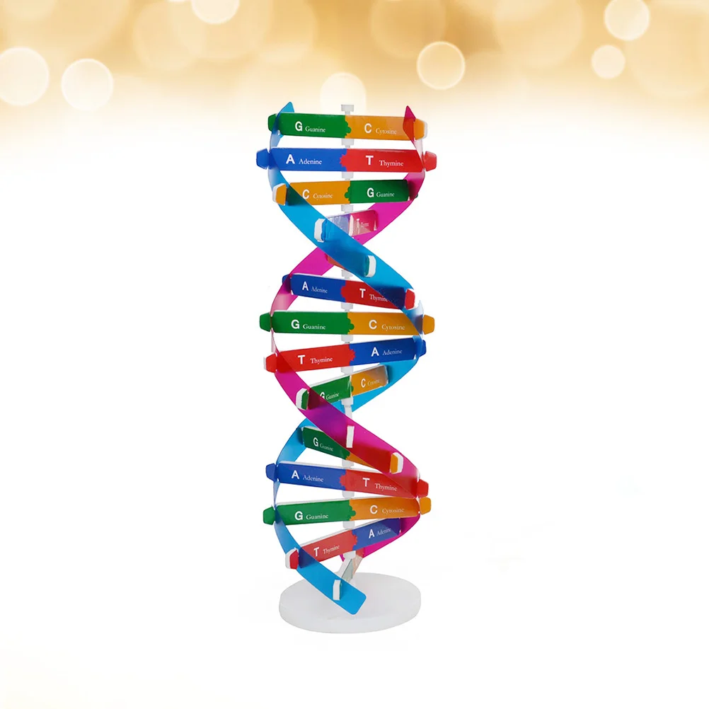 Dna Modelscience модель завитка двойной комплект 3D структура гены образовательная